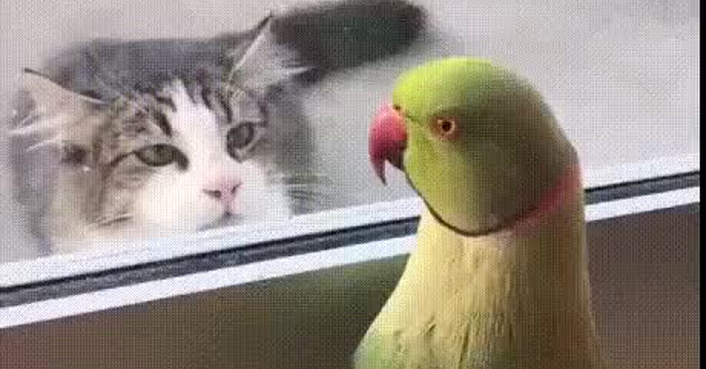 Дразнить попугая