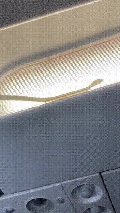 Enlace a Snake on a plane en la vida real