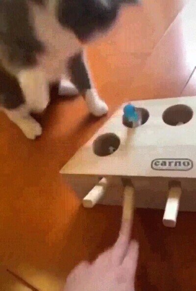 Enlace a Una caja para jugar con tu gato