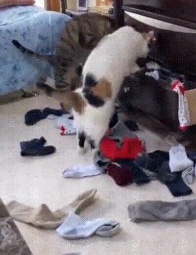 Enlace a A mis gatos les encanta desordenar mi habitación