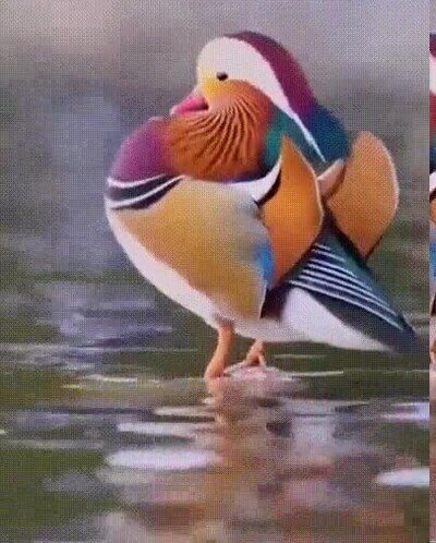 Enlace a El pato mandarín tiene unos colores increíbles