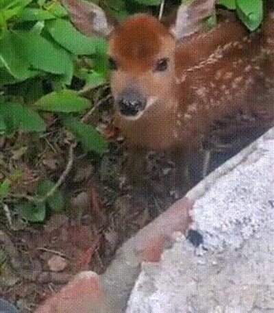 Enlace a Tan adorable como Bambi