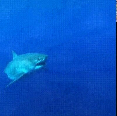 Enlace a A mi me daría miedo nadar con un tiburón