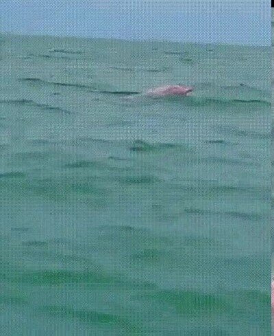 Enlace a ¿Alguna vez habías visto un delfín rosa?