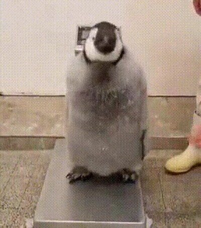 Enlace a Así se pesa a los pingüinos uno a uno
