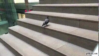 Enlace a Un pájaro subiendo las escaleras