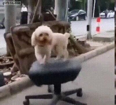 Enlace a Truco de un perro sobre una silla de oficina