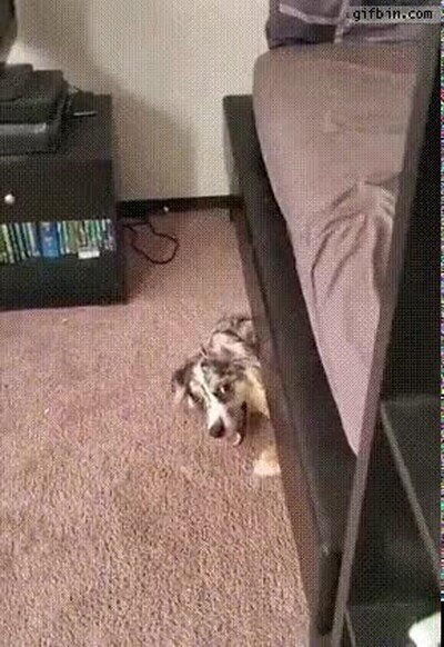 Enlace a Un perro que te da un susto debajo de la cama