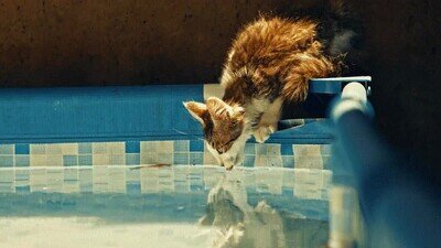 Enlace a Un gatito bebiendo agua de una piscina