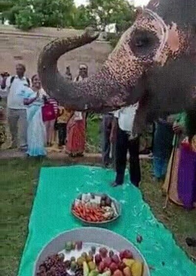 Enlace a Un elefante celebrando su cumpleaños