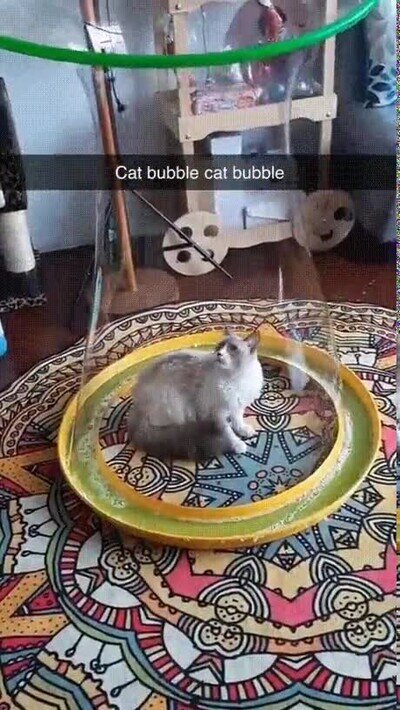 Enlace a Un gato dentro de una burbuja