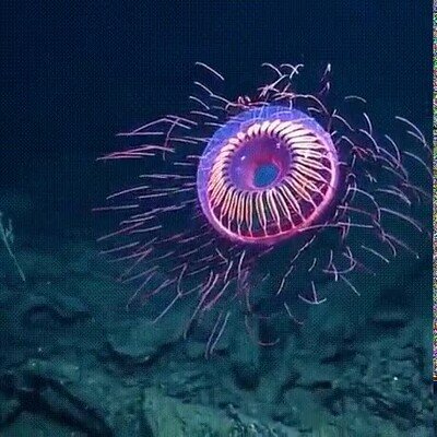 Enlace a Una medusa brillante que parece salida de una peli de Ghibli