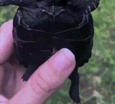 Enlace a ¿Alguna vez habías visto una tortuga negra?