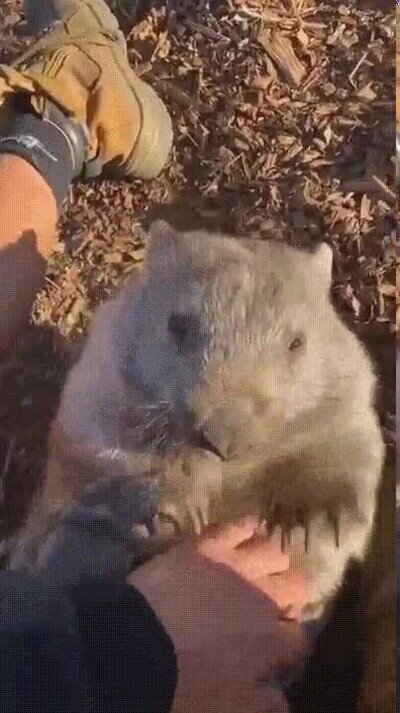 Enlace a Un wombat que solo quiere un poco de mimos
