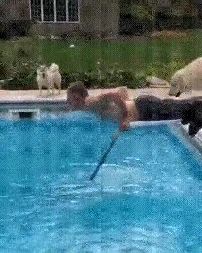 ayuda,perro,piscina