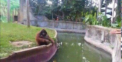 Enlace a Orangutan haciendo un trato con un humano
