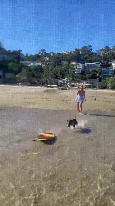 Enlace a Este perro surfea mejor que yo