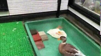 Enlace a Un pato que parece bugueado