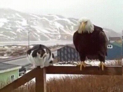 Enlace a Un gato no se deja intimidar por una águila vieja
