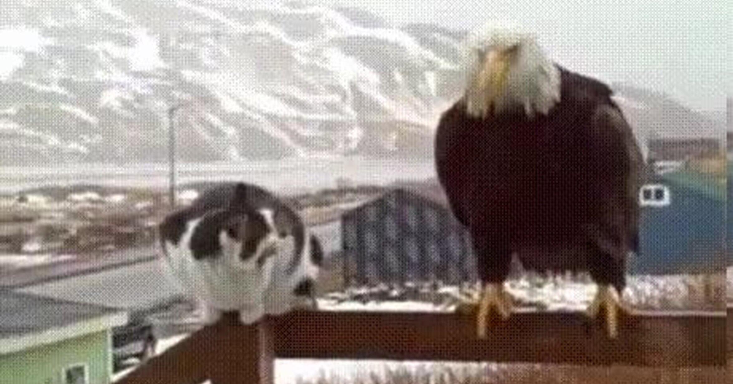 Vaya GIF! / Un gato no se deja intimidar por una águila vieja