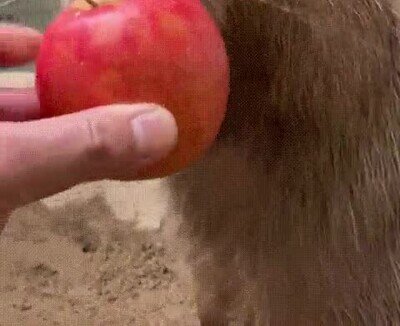 Una capybara comiéndose una manzana
