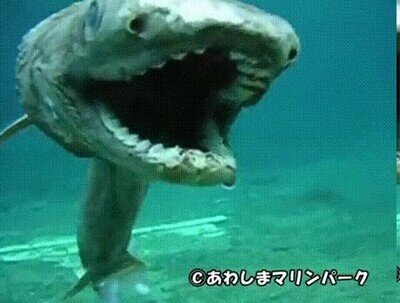 Enlace a En los mares de Japón hay criaturas increíbles