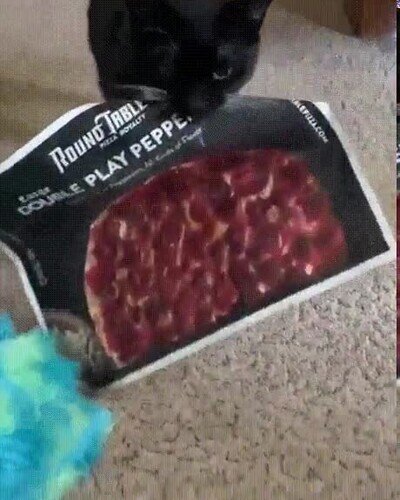 gato,pizza