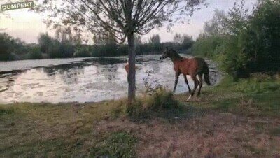 Enlace a Los primeros pasos sobre el agua de un caballo