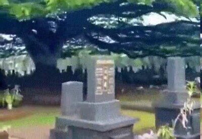 Enlace a El árbol de este cementerio es alucinante 