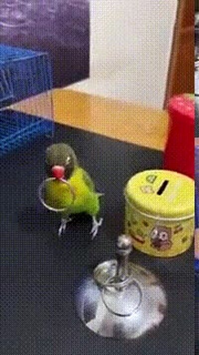 Enlace a A este pájaro le encanta guardar cosas