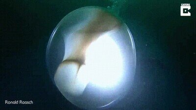 Enlace a Un huevo de calamar gigante