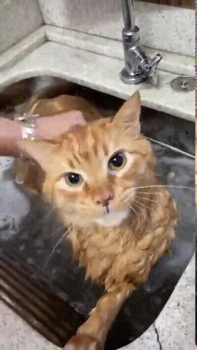 Enlace a La cara de un gato al ser lavado no tiene precio
