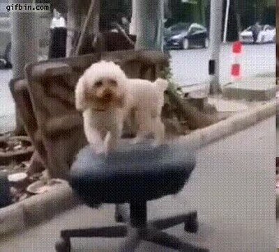 Enlace a Un perro girando sobre una silla de oficina