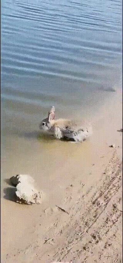 Enlace a La prueba que demuestra que los conejos pueden nadar