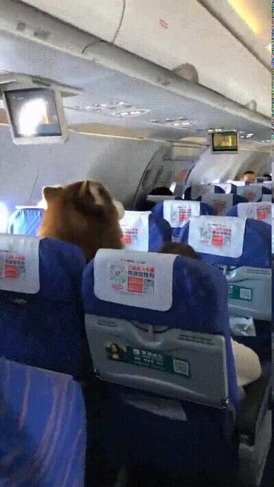 Enlace a Un perro viajando como uno más en el avión