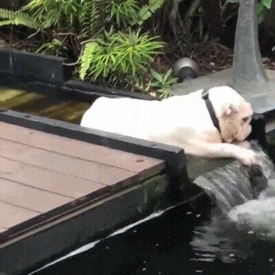 bulldog,acostado,agua