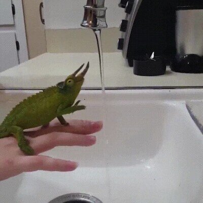 Enlace a Un camaleón lavándose las manos en el grifo de casa