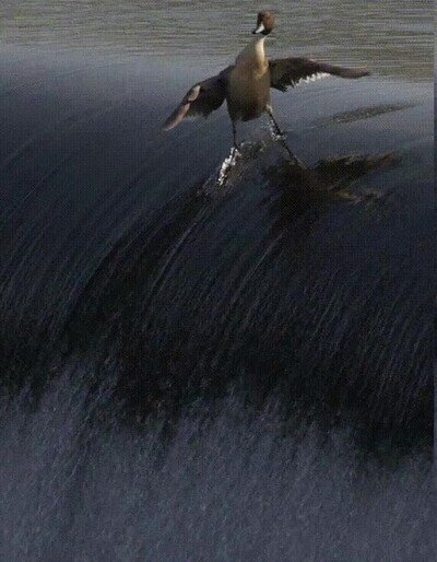Enlace a Un pato surfeando una ola