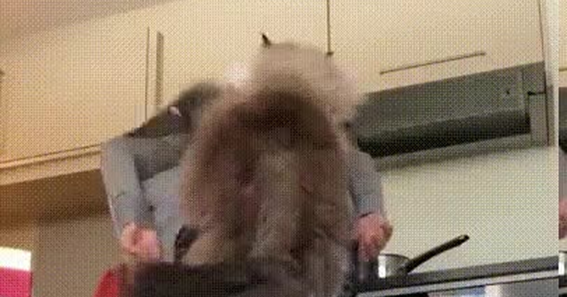  Vaya GIF Est s Un Poco Grande Para Subirte