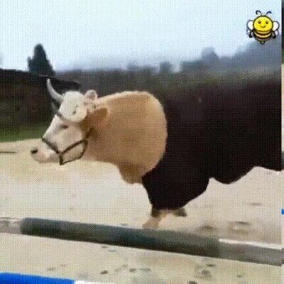 Enlace a Una vaca que en el fondo piensas que es un caballo