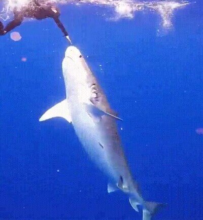 Enlace a Buceando en compañía de un tiburón
