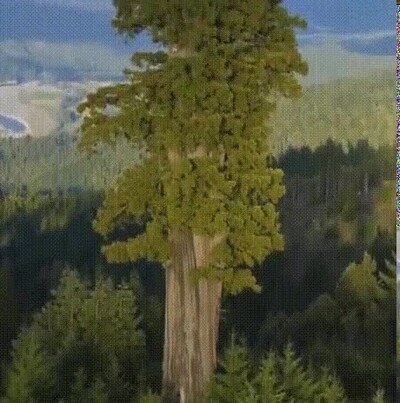 Enlace a Hyperion, el árbol más alto del mundo
