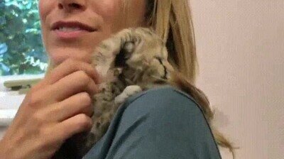 Enlace a Así de adorable es un guepardo recién nacido