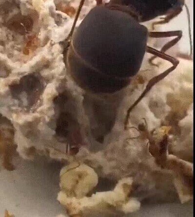 Enlace a La hormiga más grande del mundo