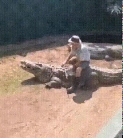 Enlace a Nunca debió sentarse encima del cocodrilo
