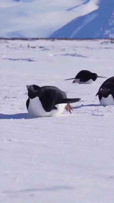 Enlace a Los pingüinos viven en un tobogán permanente