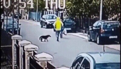 Enlace a Un perro salvando a una chica de ser robada en la calle