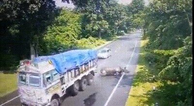 Enlace a Un rinoceronte cargando contra un camión en India