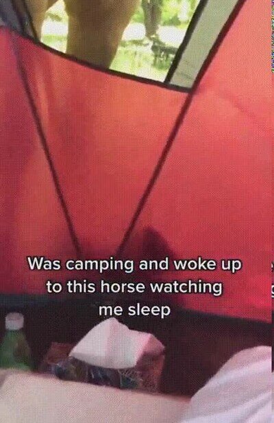 despertar,caballo