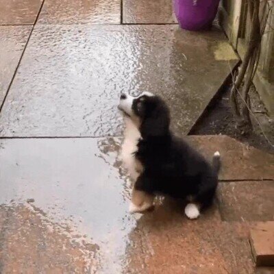 Enlace a La primera experiencia de un perro con la lluvia